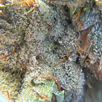 Pepe Silvia Indoor Hidropónica Pepe Silvia Indoor Hidropónica