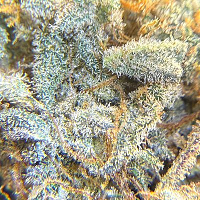 Invaders x Ghost Kong Indoor Hidropónica Premium Invaders x Ghost Kong Indoor Hidropónica Premium