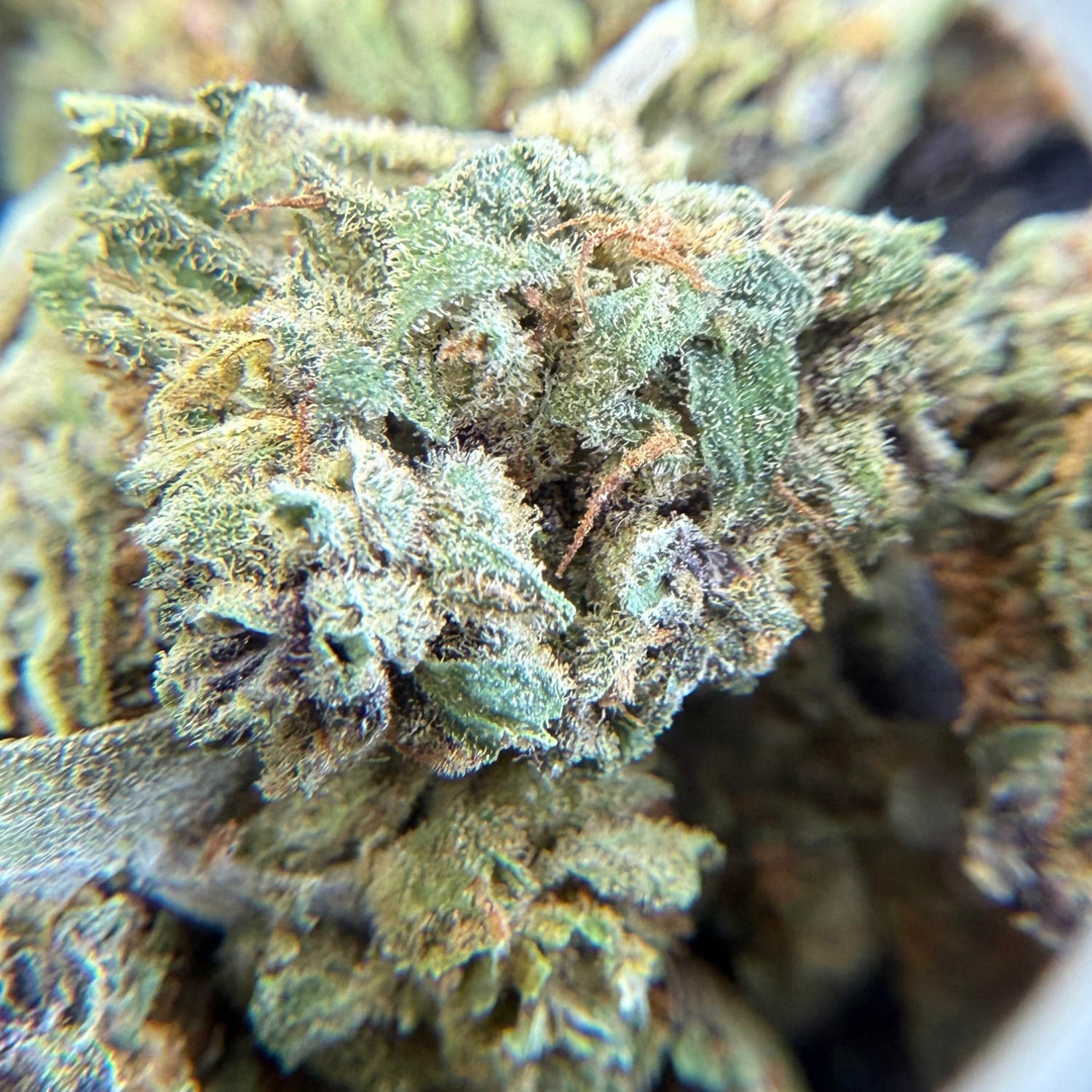 Dos Si Dos Greenhouse Select