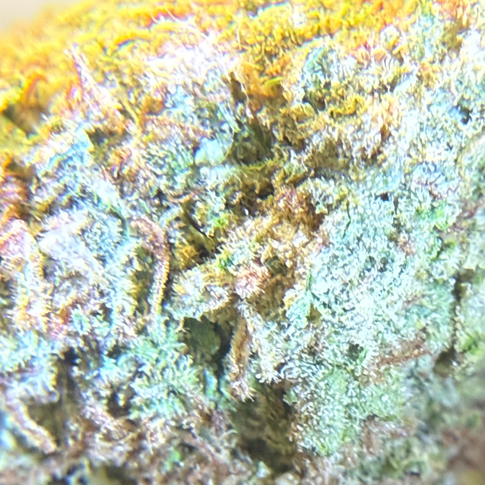 Confetti Greenhouse Standard