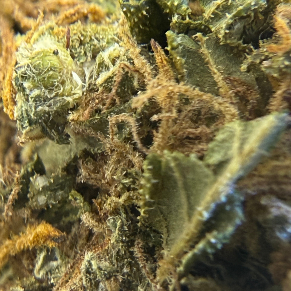 Fluffy Puffy Exterior Regular