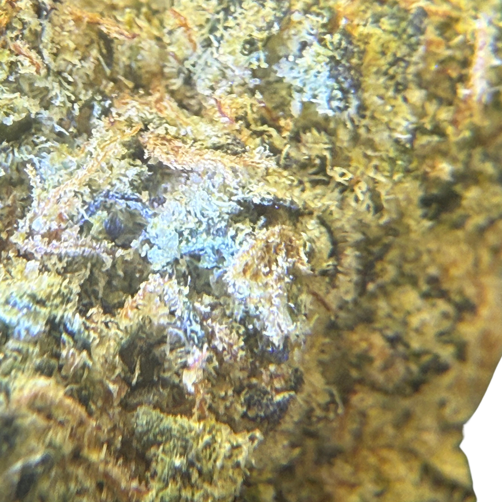 Pink Z Indoor Importada Top Shelf