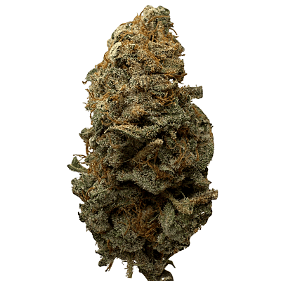 Invaders x Ghost Kong Indoor Hidropónica Premium Invaders x Ghost Kong Indoor Hidropónica Premium