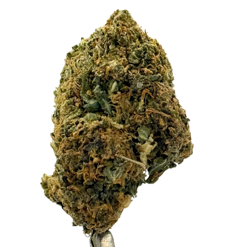 Amnesia Lemon Greenhouse Amnesia Lemon Greenhouse