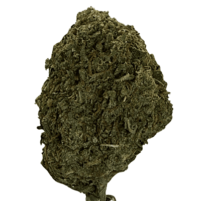 Orange Zkittlez Greenhouse Exotic