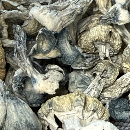 Jack Frost Psilocybe Cubensis seco
