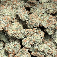 Chem Funk Indoor Hidropónica Chem Funk Indoor Hidropónica