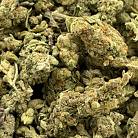 Lemon Skunk Greenhouse Exotic