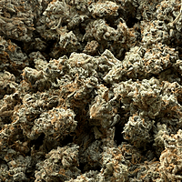 Invaders x Ghost Kong Indoor Hidropónica Premium Invaders x Ghost Kong Indoor Hidropónica Premium