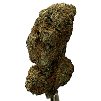 Strawpico Greenhouse Exotic Living Soil