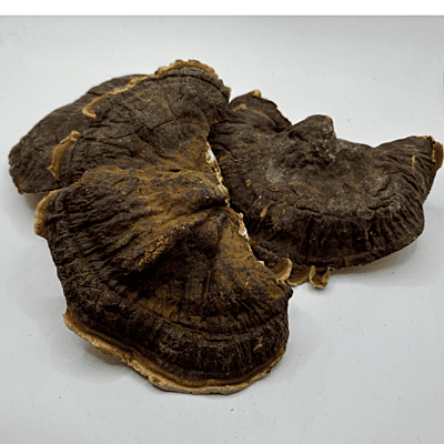 Seta Ganoderma Lucidum