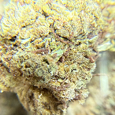 Cerrito Kush Exterior Regular Cerrito Kush Exterior Regular