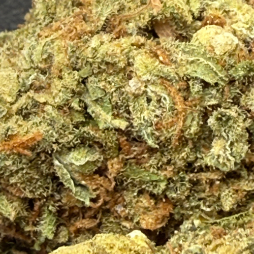 Kali Kush Haze Greenhouse Kali Kush Haze Greenhouse