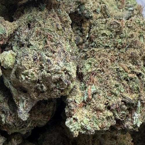 Cookies Indoor Basics Cookies Indoor Basics