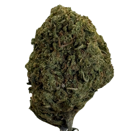 Orange Zkittlez Greenhouse Exotic Orange Zkittlez Greenhouse Exotic