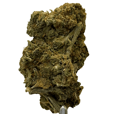 Apricot Gelato Greenhouse Exotic Apricot Gelato Greenhouse Exotic