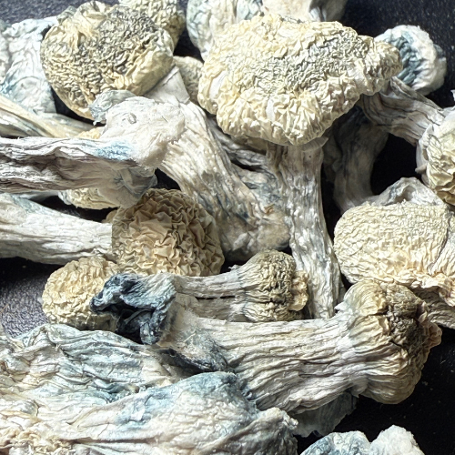 Jack Frost Psilocybe Cubensis seco