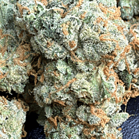 Chem Funk Indoor Hidropónica Chem Funk Indoor Hidropónica