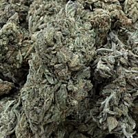 Lemon Skunk Greenhouse Exotic