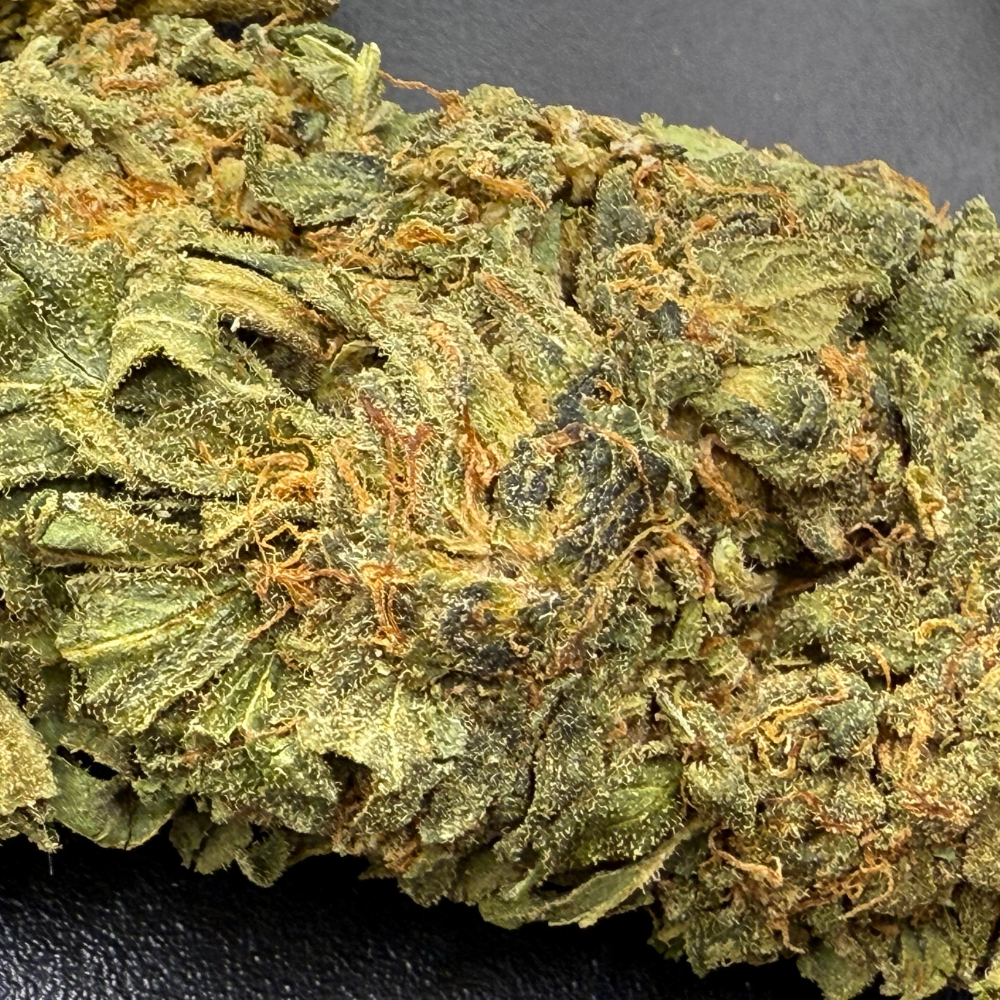 Orange Creamsicle Greenhouse Standard