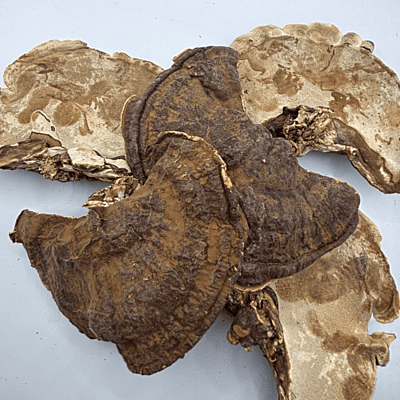 Seta Ganoderma Lucidum