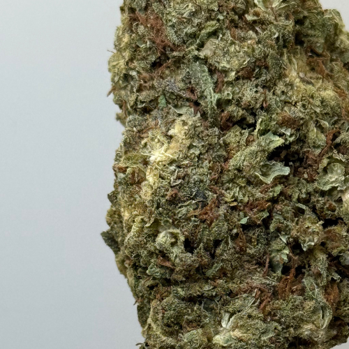 Kali Kush Haze Greenhouse Kali Kush Haze Greenhouse