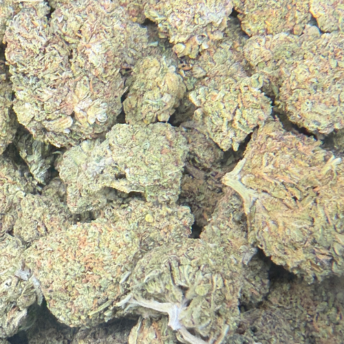 Orange Zkittlez Greenhouse Exotic Orange Zkittlez Greenhouse Exotic