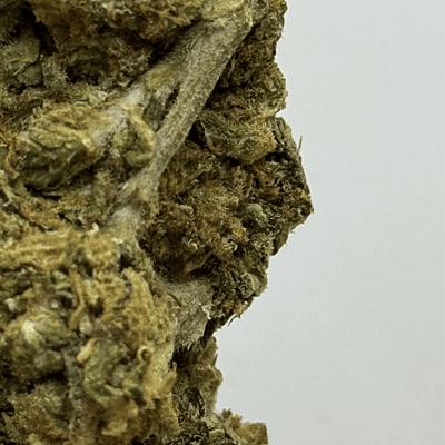 Apricot Gelato Greenhouse Exotic Apricot Gelato Greenhouse Exotic