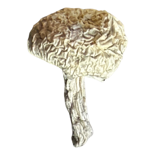 Jack Frost Psilocybe Cubensis seco