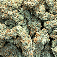 Chem Funk Indoor Hidropónica Chem Funk Indoor Hidropónica