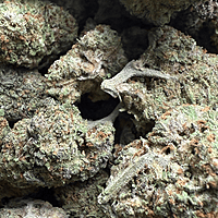 Strawpico Greenhouse Exotic Living Soil