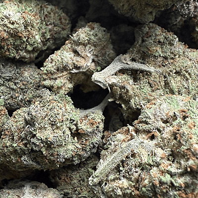 Strawpico Greenhouse Exotic Living Soil Strawpico Greenhouse Exotic Living Soil