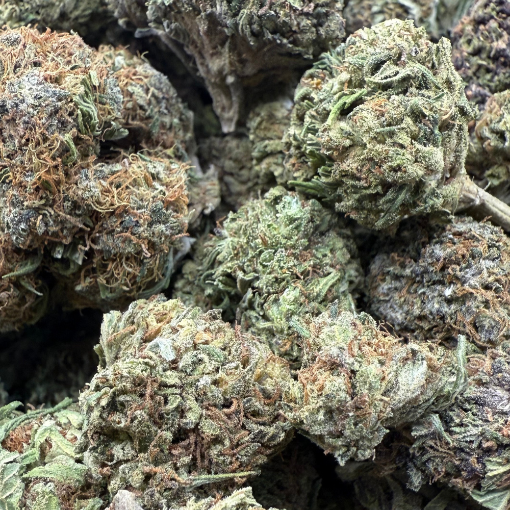 Birthday Cake Greenhouse Regular