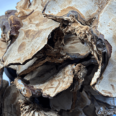 Seta Ganoderma Lucidum