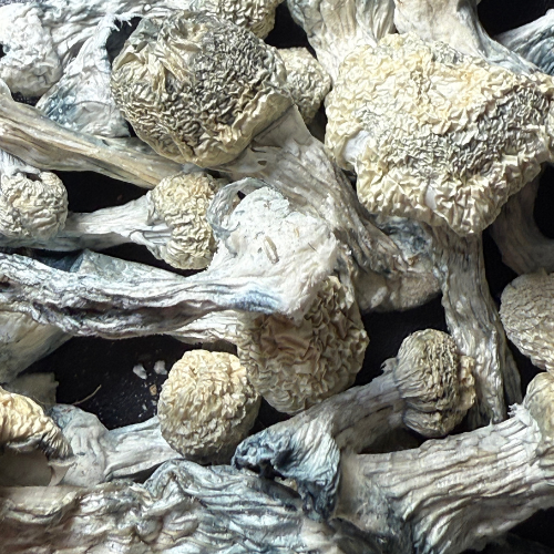 Jack Frost Psilocybe Cubensis seco
