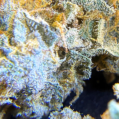 Invaders x Ghost Kong Indoor Hidropónica Premium Invaders x Ghost Kong Indoor Hidropónica Premium