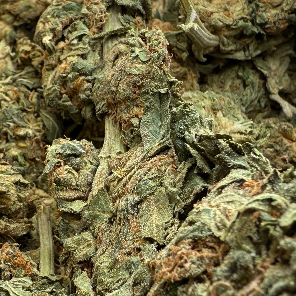 Orange Creamsicle Greenhouse Standard