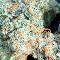 Chem Funk Indoor Hidropónica Chem Funk Indoor Hidropónica