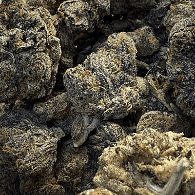 Berry Pie Indoor Básica