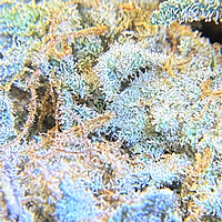 Invaders x Ghost Kong Indoor Hidropónica Premium Invaders x Ghost Kong Indoor Hidropónica Premium