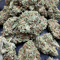 Gelato Exterior Premium Living Soil