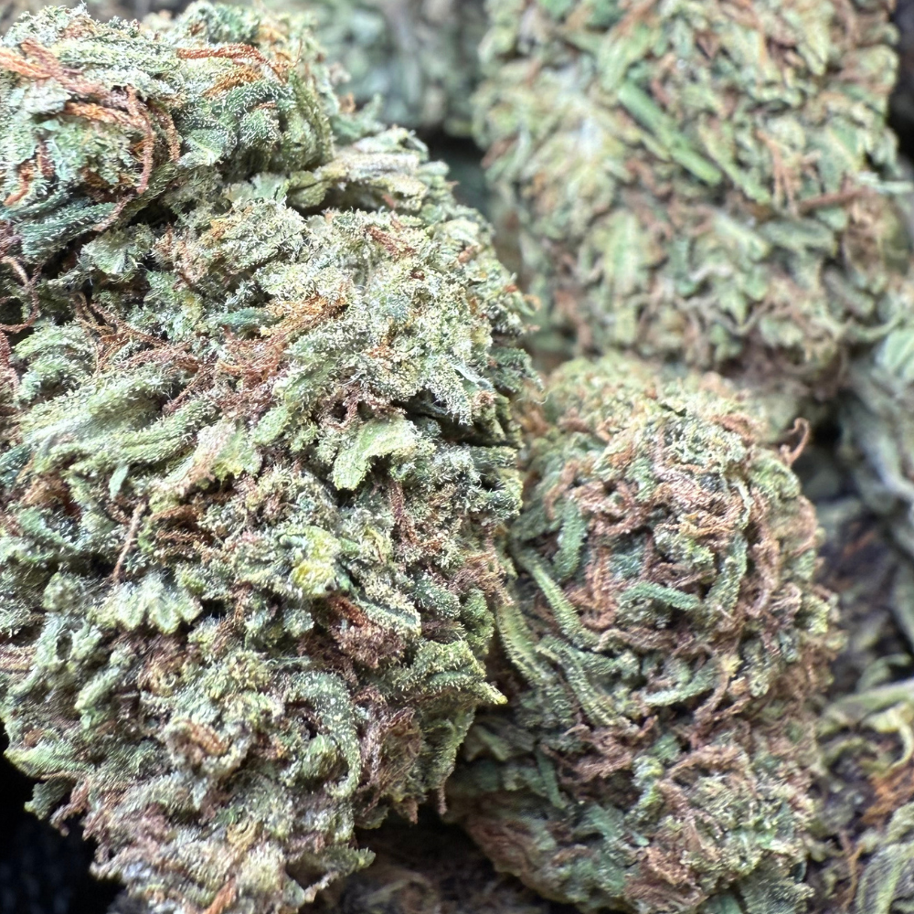 Birthday Cake Greenhouse Regular