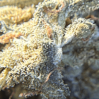 Amnesia Haze Exterior