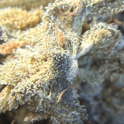 Amnesia Haze Exterior