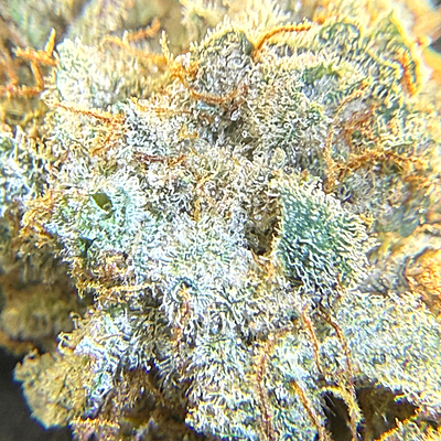 Invaders x Ghost Kong Indoor Hidropónica Premium Invaders x Ghost Kong Indoor Hidropónica Premium