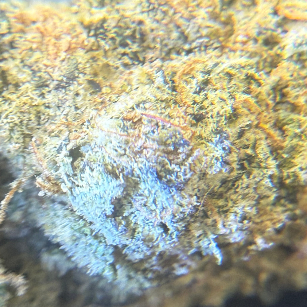 Pink Z Indoor Importada Top Shelf