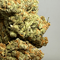 Chem Funk Indoor Hidropónica Chem Funk Indoor Hidropónica