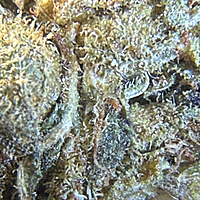 Amnesia Haze Exterior