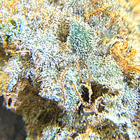 Invaders x Ghost Kong Indoor Hidropónica Premium Invaders x Ghost Kong Indoor Hidropónica Premium