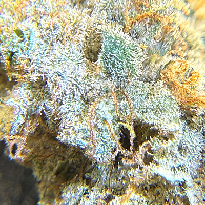 Invaders x Ghost Kong Indoor Hidropónica Premium Invaders x Ghost Kong Indoor Hidropónica Premium